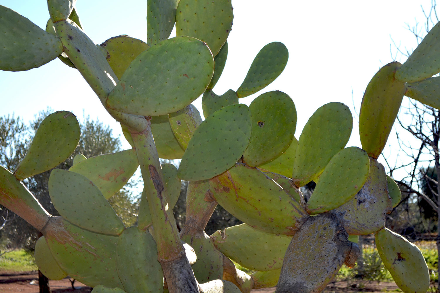 Fico d'India cactus-flora Masseria Fontevecchia