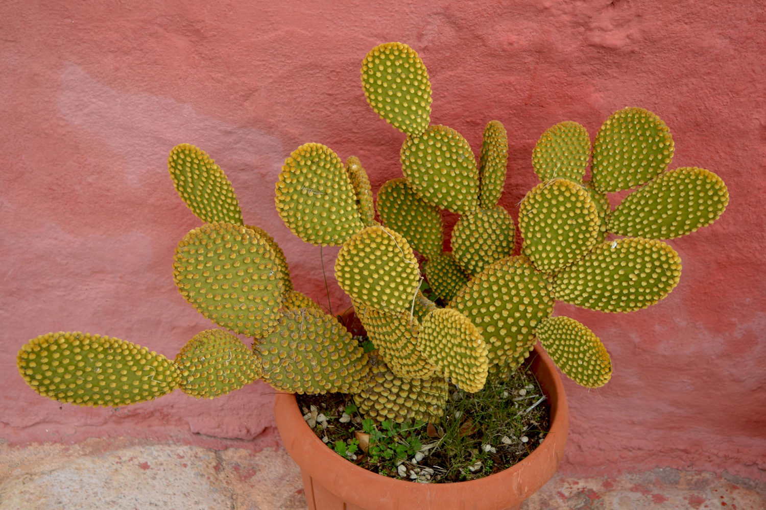 Fico d'India cactus2-flora Masseria Fontevecchia